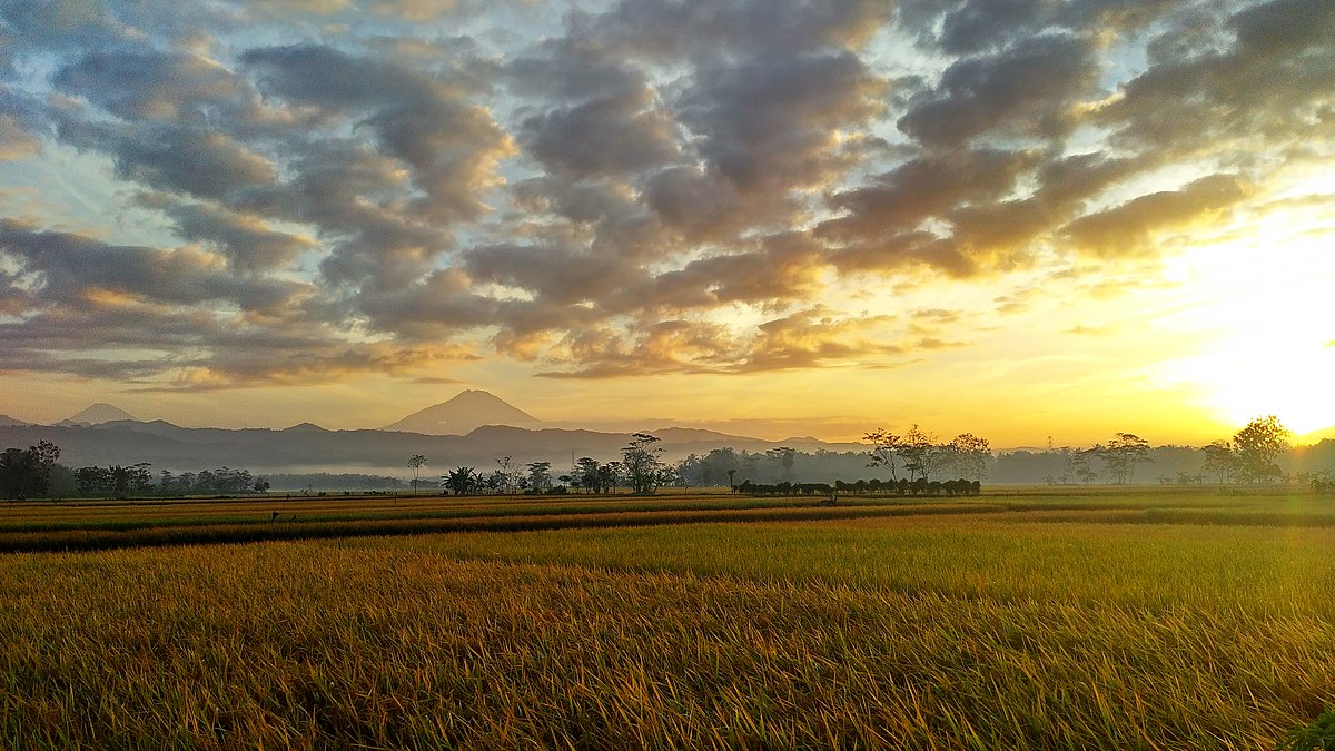 Hamparan Sawah di Desa Singkil Purworejo Secantik Ini